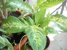 DSCN2650