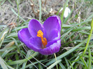 Crocus Flower Record (2012, March 23)