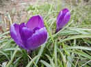 Crocus Flower Record (2012, March 24)