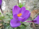 Crocus Flower Record (2012, March 24)