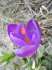 Crocus Flower Record (2012, March 24)