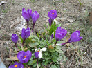 Crocus Flower Record (2012, March 25)