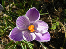 Crocus King of the Striped (2012, Mar.21)