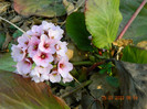 bergenia