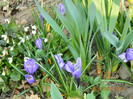 crocusi