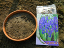 Irisi hollandica
