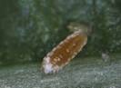 aphidoletes aphidimyza larva