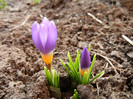 Crocus sieberi Tricolor (2012, March 24)