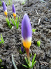 Crocus sieberi Tricolor (2012, March 25)