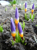 Crocus sieberi Tricolor (2012, March 25)