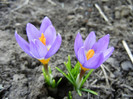 Crocus sieberi Tricolor (2012, March 25)