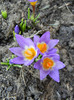 Crocus sieberi Tricolor (2012, March 25)