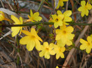 Jasminum nudiflorum (2012, March 24)