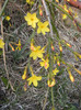 Jasminum nudiflorum (2012, March 24)