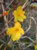 Jasminum nudiflorum (2012, March 24)