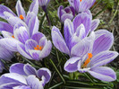 Crocus King of the Striped (2012, Mar.23)