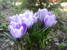 Crocus King of the Striped (2012, Mar.23)