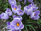Crocus King of the Striped (2012, Mar.23)
