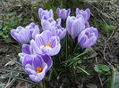 Crocus King of the Striped (2012, Mar.23)