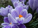Crocus King of the Striped (2012, Mar.23)