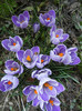 Crocus King of the Striped (2012, Mar.23)