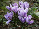 Crocus King of the Striped (2012, Mar.24)