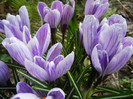 Crocus King of the Striped (2012, Mar.24)