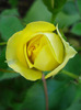 Yellow Miniature Rose (2011, May 28)