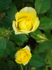 Yellow Miniature Rose (2011, May 29)