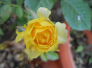 Yellow Miniature Rose (2011, Aug.24)