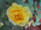 Yellow Miniature Rose (2011, Aug.24)