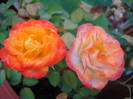 Orange Miniature Rose (2009, Jul.10)