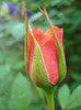 Orange Miniature Rose (2011, May 28)
