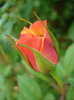 Orange Miniature Rose (2011, May 29)