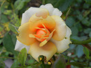 Orange Miniature Rose (2011, Aug.24)