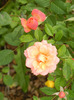 Orange Miniature Rose (2011, Oct.25)