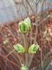 Lilac Buds_Syringa (2012, March 24)