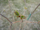 Lilac Buds_Syringa (2012, March 24)