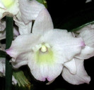 12-03-2012 003 detaliu