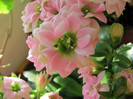 8-01-2012 kalanchoe2