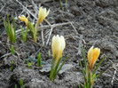 Crocus Cream Beauty (2012, March 23)