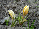 Crocus Cream Beauty (2012, March 25)