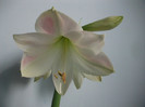 poze 2362