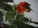 poze 2347