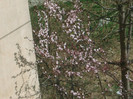 poze 2445
