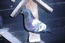 P1080455