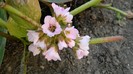 DSCN0334
