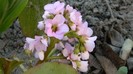DSCN0335