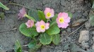 DSCN0356
