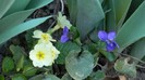 DSCN0387